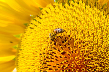 Summer scene about bees that pollinate sunflower.