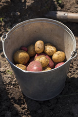 potatoes on the white background