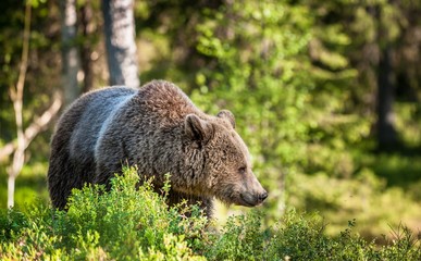 Close up portrait of the Wild Brown bear (Ursus Arctos Arctos) in the summer forest. Natural green Background