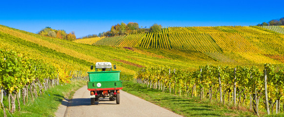 Zeit der Weinlese