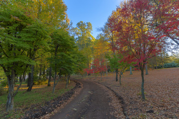 Autumn coloured trees and leaves