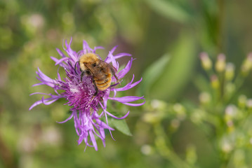 calabrone su un fiore