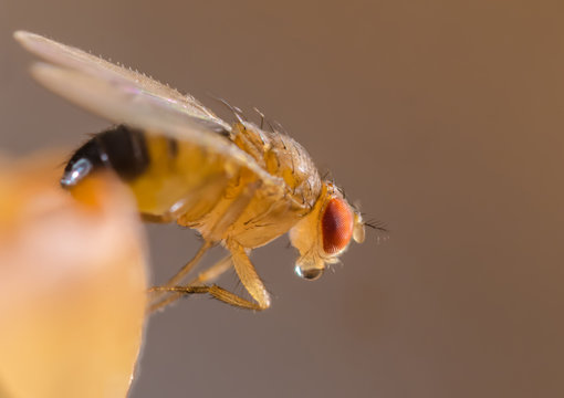 Eine Obstfliege sitzt auf einer reifen Frucht