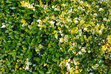 Green leaves background