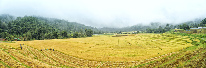 Rice fields harvest season at Chiang Mai Thailand.