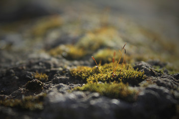 moss