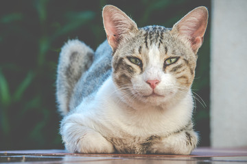 Gattino tenero sdraiato sul pavimento