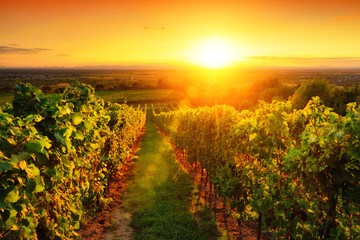 Weinberg im goldenen Licht bei Sonnenuntergang