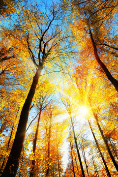 Wald im Herbst, die gelben Baumwipfel werden von der Sonne hell beleuchtet