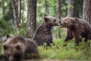 Obraz na płótnie Canvas The Cubs of Brown bears (Ursus Arctos Arctos) playfully fighting, The summer forest. Natural green Background