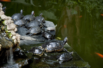 Fototapeta na wymiar turtles