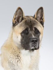 American akita portrait. Image taken in a studio. © Jne Valokuvaus