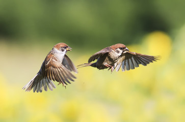 a couple of little birds, sparrows flitting in the air in the garden during summer