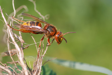 vespa su una pianta