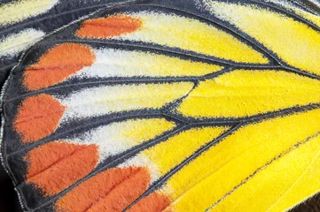 Crédence de cuisine en verre imprimé Papillon Gros plan de l& 39 aile peinte de Jézabel, arrière-plan de texture de détail d& 39 aile de papillon