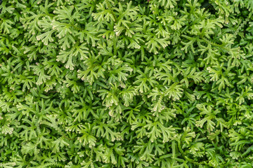 Small fern leaves floor