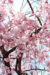 桜45