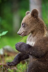 Naklejka premium Close up Portrait of Cub of Brown bear (Ursus Arctos Arctos) in the summer forest. Natural green Background
