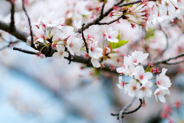 Sakura blossom