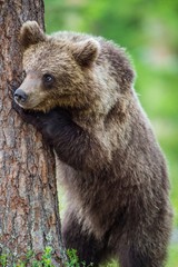 Fototapeta premium Close up Portrait of Cub of Brown bear (Ursus Arctos Arctos) in the summer forest. Natural green Background