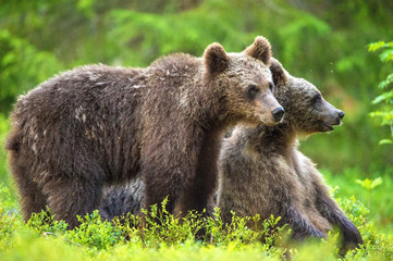 Fototapeta premium Cubs of Brown bear (Ursus Arctos Arctos) in the summer forest. Natural green Background