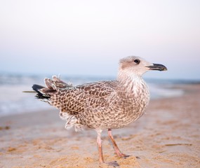 Heringsmöwe (Larus fuscus) im Jugendkleid, diesjähriger Jungvogel, Insel Usedom, Ostsee, Mecklenburg-Vorpommern, Deutschland
