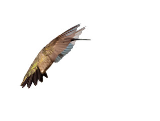 Ruby-throated Hummingbird hovering with his wings spread out forward; on white