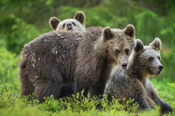 Fototapeta premium Cubs of Brown bear (Ursus Arctos Arctos) in the summer forest. Natural green Background