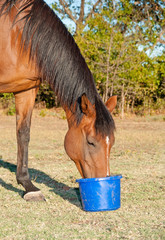Bay horse eating feed from a bucket in pasture