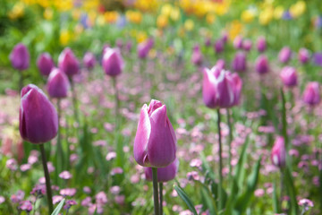 Obraz na płótnie Canvas Purple Tulip Flowers with Selective Focus taken in Giverny in Monet's Garden