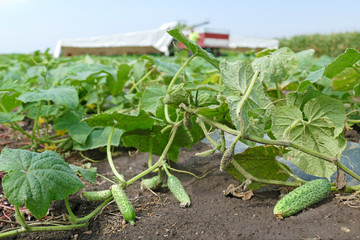 Production of gherkins, picking cucumbers and transporting to the warehouses