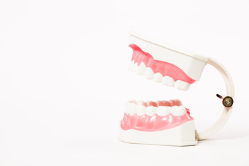 dental model,teeth model,dental tool on white background
