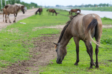 Portrait of a horses on countryside.
