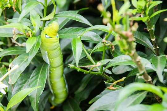 Green Caterpillar