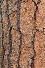 Tree bark background