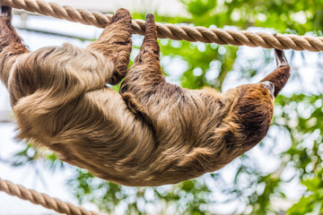 Obraz premium faultier