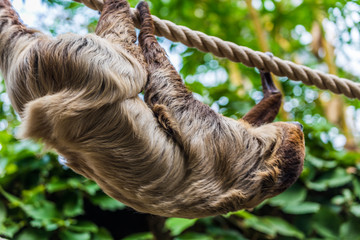 Fototapeta premium faultier