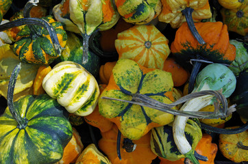 Colorful autumn pumkins and gourds seasonal background display
