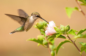 Young male Hummingbird feeding on a light pink Althea flower