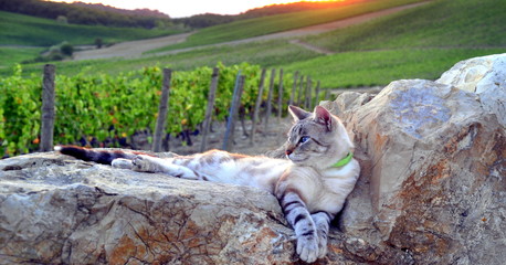 Bezauberndes Chianti -  Kater auf einer Mauer im Weinberg
