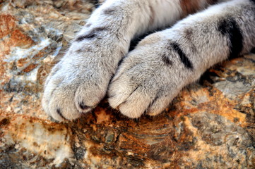  Katzenpfoten auf einer Mauer