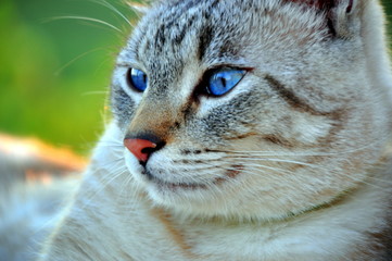 Fotomodell: Katze mit blauen Augen
