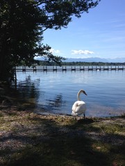 Schwan am See