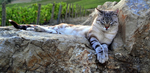 Fotomodell: Katze