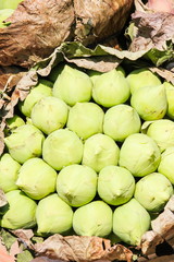 White lotus selling in the market