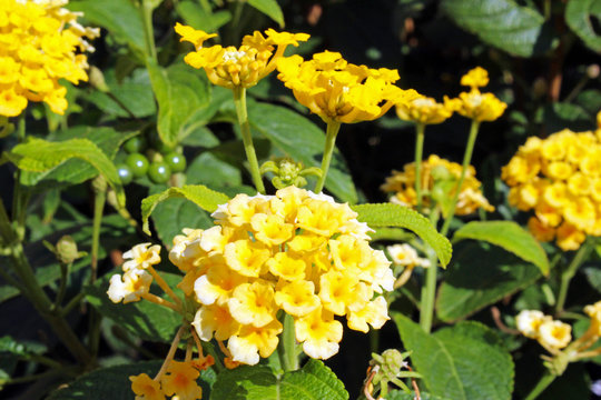 Flores amarillas de verano