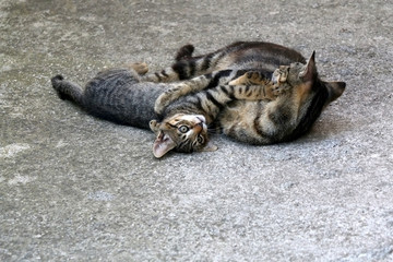 Cute tabby kitten playing with its mother outdoor. Selective focus. 