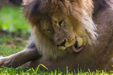 Löwe