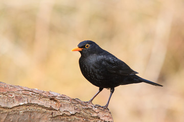 Amsel auf einem Baumstamm am Waldrand