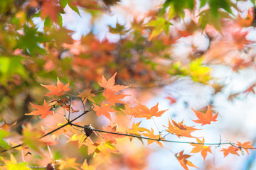 close up maple leaves are turning to red